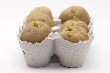 Six potatoes chitting (sprouting) in an egg carton.