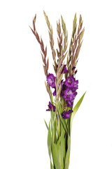 Fototapeta premium gladiolus on the white