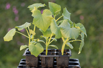 Young gherkin plants in a seedtray.