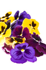 Large flowers viola .