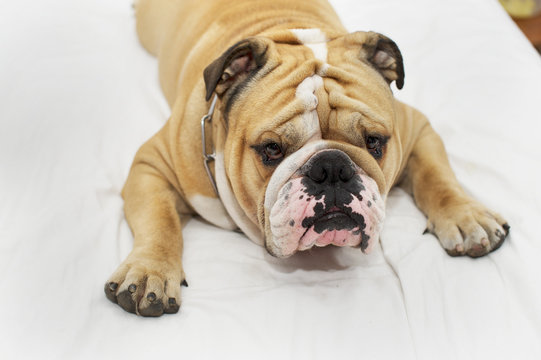 Bulldog sleeping on a bed