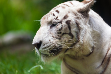 White Royal Bengal Tiger