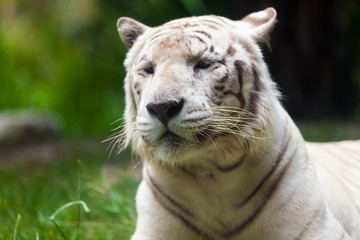 White Royal Bengal Tiger