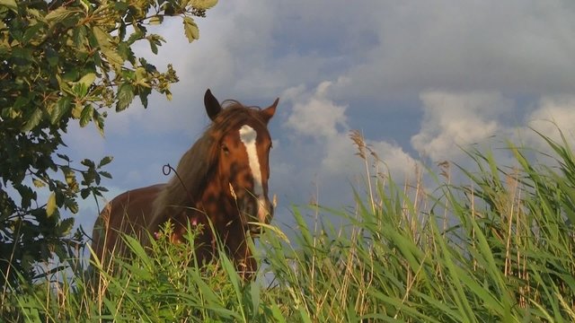 Pferd auf Wiese