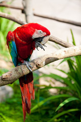 Nice parrot - Scarlet Macaw