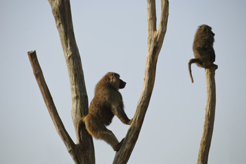 Baboons