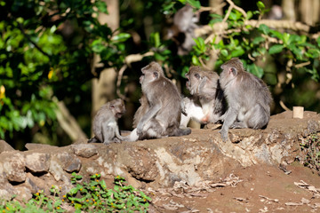 Sweet Little Monkeys - The Everyday Life