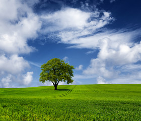 Fototapeta na wymiar Oak tree on a cloudy day