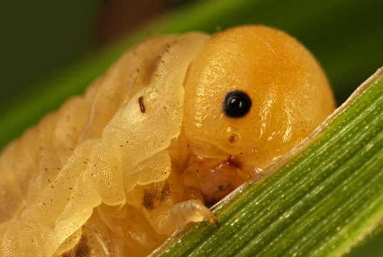 macro of butterfly larva