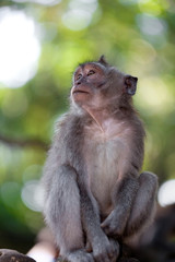 Sweet Little Monkeys - The Everyday Life