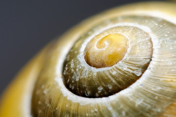 Snail shell