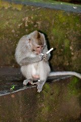 Sweet Little Monkeys - The Everyday Life