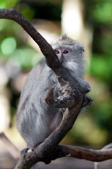 Sweet Little Monkeys - The Everyday Life