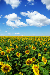 Naklejka premium sunflower field