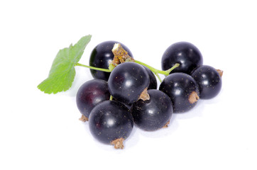black currant