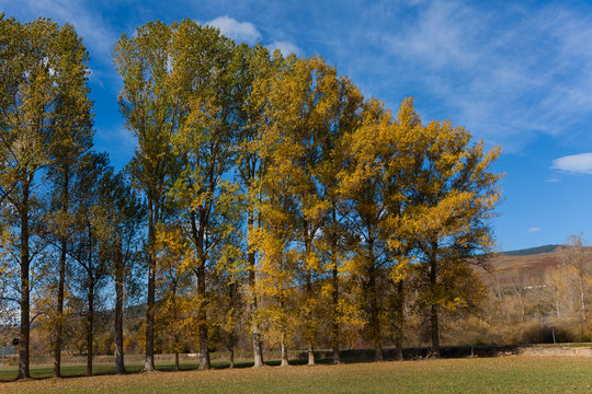 Árboles en otoño, Espinosa de los monteros, Burgos, Castilla y