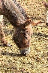 quiet donkey in a field in spring, ane