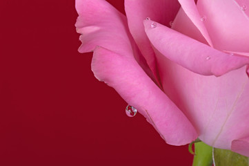 Różowa róża z kroplą wody na czerwonym tle - obrazy, fototapety, plakaty