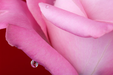 Róża z dużą kroplą na czerwonym tle