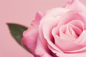 Różowa róża z listkiem - obrazy, fototapety, plakaty
