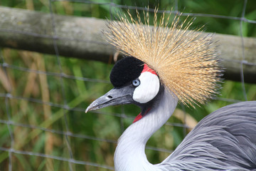 Fototapeta premium beautiful and colorful Grey Crowned Crane