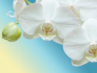 Closeup of orchid flower