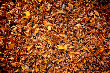 Autumn leaves