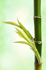 bamboo branch over abstract background