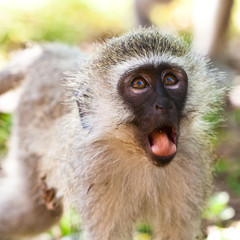 Vervet monkey looking surprised
