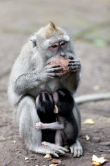 Sweet Little Monkeys - The Everyday Life