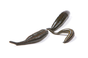 Three medicinal leeches on a white background © Galina Mikhalishina
