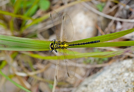 Dragonfly on grass 13