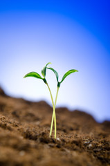 Green seedlings in new life concept
