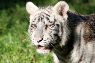 Fototapeta premium Tigre blanc 5 mois