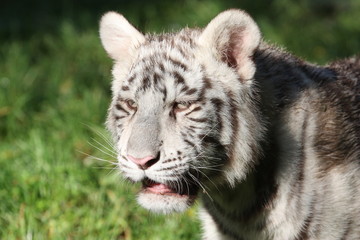 Fototapeta na wymiar Tigre blanc 5 mois