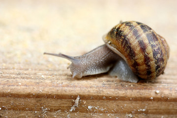 Escargot