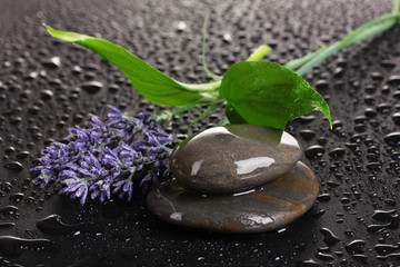 Obraz na płótnie Canvas spa stones with water drops, lavender and leaves