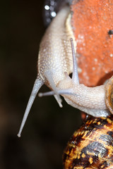 Escargot accouplement