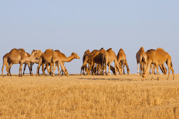 Camels herd in desert