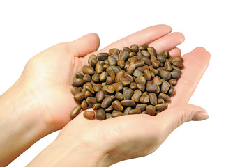 Кедровый орех в женских ладонях