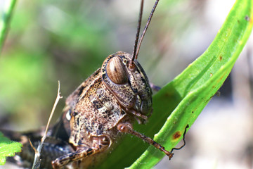 Closeup grasshopper sits on blade of grass