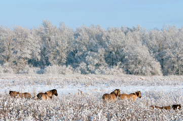 Wild horses walking in the snow