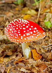 Fly agaric growing in forest