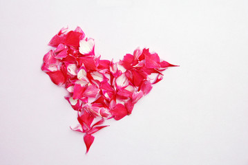 Pink heart of petals