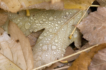 water drops of autunm leaves