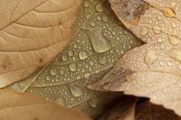 Fototapeta premium water drops of autunm leaves