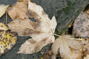 water drops of autunm leaves
