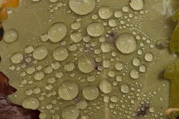 water drops of autunm leaves