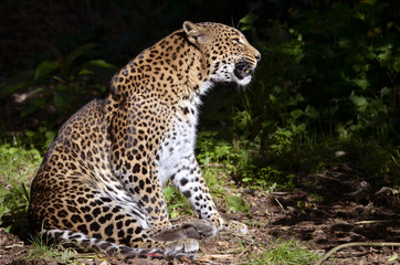 Leopard of profile (Panthera pardus) sitting on ground