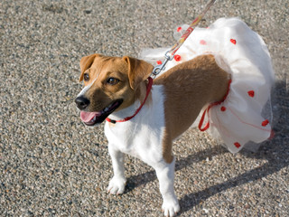 canene con tulle © elisabetta figus